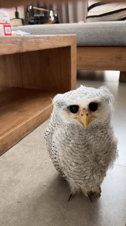 Baby owls, a dog, and pet birds at a Bali villa