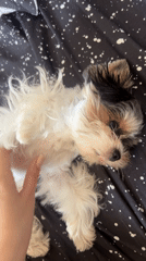 Morning life captured across Sochi: pets, flowers, street scenes