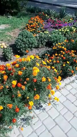 A video captures a detailed view of a vibrant flowerbed located outdoors. The flowerbed is a prominent feature, showcasing a diverse array of blooming flowers in various colors. Orange and yellow marigolds dominate the foreground, creating a rich tapestry of warm hues. Behind them, a medley of pink, purple, and yellow flowers adds depth and contrast to the arrangement. Several yucca plants with their spiky leaves are strategically placed within the flowerbed, adding a sculptural element. The flowerbed is bordered by a pathway constructed of interlocking gray and white pavers, suggesting a well-maintained public space or garden. The background reveals a glimpse of a building with a light-colored facade and windows, hinting at an urban or suburban setting. The sunlight casts shadows, indicating it is daytime. There are no people or animals visible in the footage. The overall impression is one of natural beauty and careful landscaping.