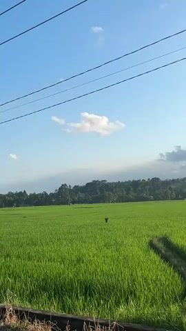 The video pans across a lush green rice paddy under a bright blue sky with scattered white clouds. Power lines stretch across the top of the frame. In the distance, a treeline forms the horizon, with some buildings visible through the trees. Two figures, possibly scarecrows or farmers, are present in the field. One is standing in the middle of the field, and the other is further to the right. A narrow dirt path winds through the rice stalks. The sun is casting shadows, indicating it is late afternoon or early morning.