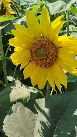 The video shows a close-up of a sunflower in a field of sunflowers. The camera pans across the field, showing more sunflowers and their large green leaves. The lighting suggests it is daytime, likely sunny. The audio features someone speaking in Russian, with the phrases "сила красота" (strength beauty) and "Грязная вся правда" (The whole truth is dirty) being audible.
