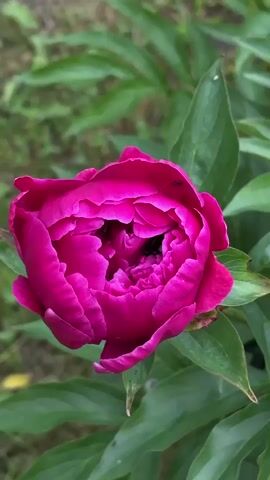 A close-up shot shows a vibrant fuchsia peony in bloom. The petals are a deep pink with lighter pink edges, and the flower is slightly open, revealing a dark center. Green foliage surrounds the peony, with some leaves showing a lighter green hue. The background is blurred, suggesting an outdoor garden setting. There are at least two small black ants visible on the petals. The overall impression is one of nature's beauty and delicate details.