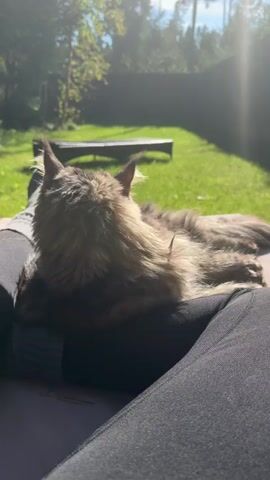 A fluffy long-haired cat, likely a Maine Coon, is lying on someone's lap outdoors. The cat is facing away from the camera, looking towards a grassy backyard with trees in the background. Sunlight is filtering through the trees, creating a lens flare effect. The person's legs are visible in the foreground, covered by black leggings. The scene appears to be a peaceful moment of relaxation in a natural setting.