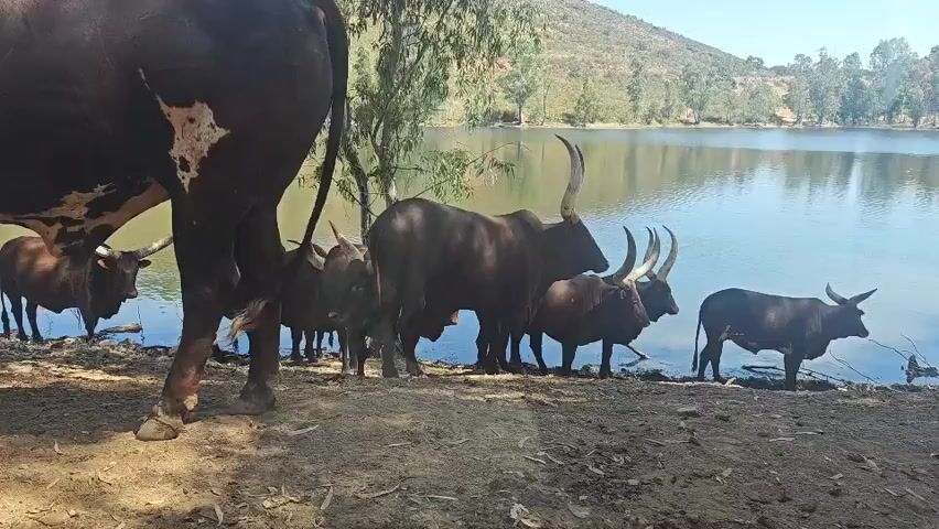 A group of Ankole-Watusi cattle are gathered at the edge of a body of water. The cattle are brown with large horns. One cow in the foreground on the left is partially visible from the back, and the rest of the herd is lined up along the water's edge. The water is calm and reflects the surrounding trees and a hillside in the background. The ground where the cattle are standing is dusty and dry, with some scattered vegetation. The sky is clear and blue.