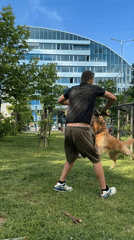 Golden retriever plays with sticks in Sofia park
