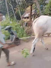Daily life scenes captured in Badem, India village