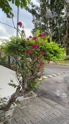 Bougainvillea and a resting lovebird in Kuta Selatan
