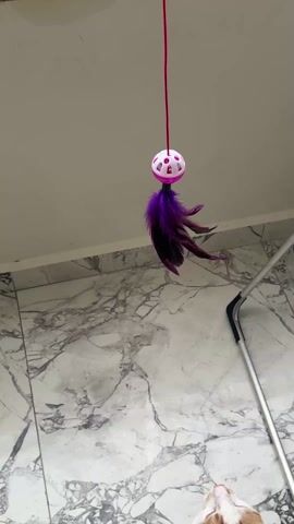 A white and tan cat plays with a toy. The cat is standing on a marble-patterned tile floor, reaching upwards with both paws towards a toy suspended from a string. The toy is a small purple feather attached to a white ball with pink holes. The cat bats at the toy with its paws and then sits down, looking up at the toy as it dangles. A metal frame and a large plastic water bottle are visible in the background, along with a plain white wall.