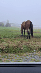 Horses grazing in a foggy Dutch field at dawn