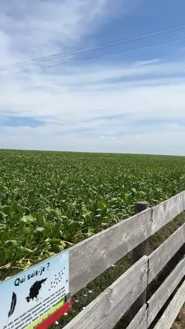 The video begins with a wide shot of a vast, green field of crops under a bright blue sky with scattered clouds. A weathered wooden fence runs along the bottom of the frame, separating the field from a gravel path. As the camera pans to the right, the path becomes more prominent, leading towards a small enclosure with a rustic wooden fence. Inside the enclosure, two donkeys are visible, one near a green building and another further back. A person, wearing a blue shirt and jeans, is tending to one of the donkeys. The ground within the enclosure is covered in wood chips and dirt, and there are some logs and a sign that reads "ACCES LIMITE". The camera continues to pan, showing more of the enclosure and the donkeys, with the green building forming the backdrop. The video ends with a similar view of the enclosure and the donkeys.