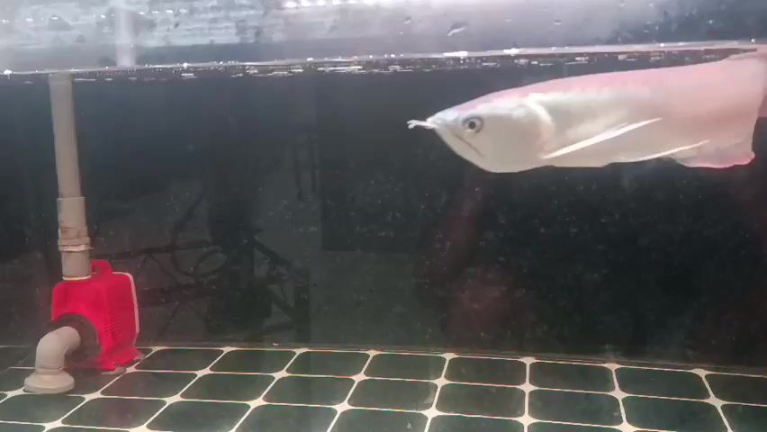 A silver arowana swims in a fish tank. It is a large fish with a long body and fins. The fish is swimming towards the left side of the frame. In the foreground, there is a red water pump with a grey tube attached. The bottom of the tank is tiled with green and white squares. The background is dark and blurry, with some reflections visible on the tank glass.