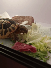 Tortoise works through a lettuce pile in its enclosure