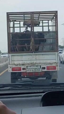 The video shows a view from inside a car, focusing on the back of a small truck driving ahead on a road. The truck's bed is enclosed with a metal cage, holding several black cattle, some possibly goats, inside. The truck's license plate reads "25 Y 626 MA." The road appears to be a highway, with other cars visible in the background. The sky is overcast, suggesting a dull day. The camera seems stationary inside the car, capturing the movement of the truck relative to the camera's position. The hand of the driver is visible on the steering wheel.