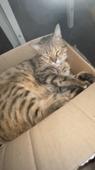 Sleeping cats documented across Davao City during afternoon hours