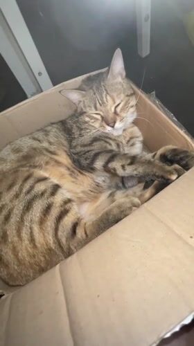 Sleeping cats documented across Davao City during afternoon hours