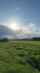 Woman documents sunny afternoon outing in Russian countryside