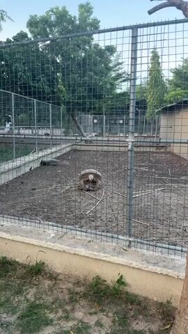 The video shows a large tortoise in an outdoor enclosure. The enclosure is made of wire mesh and concrete. The ground inside the enclosure is dirt and mud. There are some branches and a tire in the enclosure. The tortoise is light brown and has a large shell. It is standing in the middle of the enclosure and appears to be looking towards the camera. There are trees and buildings in the background. The video is filmed from a slightly elevated angle.