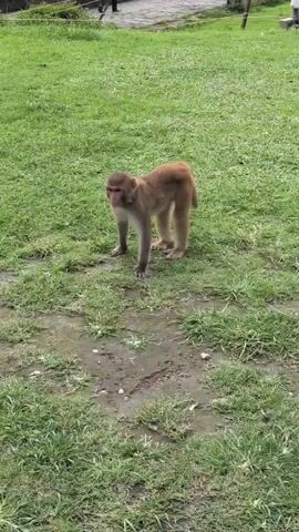 A medium shot shows a brown monkey standing on wet grass in a park. The monkey is facing the camera with its body angled slightly to the right. Its fur is light brown on its back and lighter on its face and underside. Its ears are visible on the sides of its head, and its eyes are dark. The monkey has a slender build with its front legs slightly bent. The grass is green but appears patchy and wet in places, with visible puddles. In the background, a paved path can be seen, and further away, there are trees and some buildings. The overall lighting suggests an overcast day.