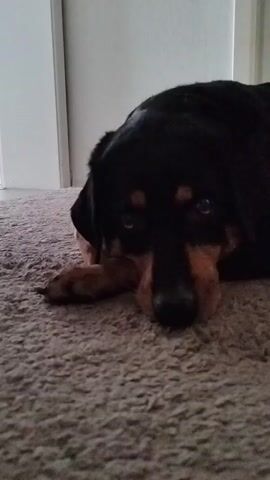 The video shows a black and tan dog, likely a Rottweiler, lying on a carpeted floor. The dog is resting its head on its paws, and its eyes are open, looking directly at the camera with a calm, perhaps slightly sad or bored expression. The lighting suggests it is indoors during the daytime. The background is slightly out of focus, showing a neutral-colored wall and a hint of furniture or shelving. The dog's fur is glossy, and its tan markings are clearly visible on its face and legs. The scene is still and quiet, with no other activity apparent besides the dog's presence. The overall impression is one of a pet at rest in a domestic environment. There is no visible text in the media file.