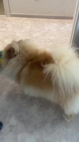 A fluffy Pomeranian dog is playing with a stuffed toy near a person's legs. The dog is light brown and white, with a bushy tail. The person is wearing blue jeans and dark gray socks. The dog is tugging at the toy, which has white, green, and pink accents, near the person's feet. The floor is tiled in a light brown and beige pattern. The scene appears to be indoors, possibly in a home.