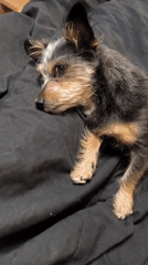 Black-and-tan dog relaxing around a Mykolaiv apartment