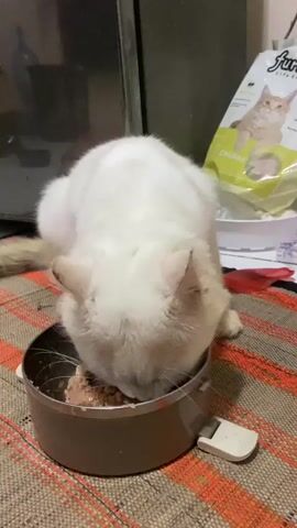A white cat with light brown ears and tail eats from a brown bowl on a checkered mat. A bag of cat food with a picture of a cat on it is visible in the background.