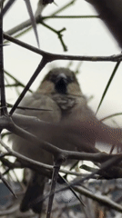 Sparrow spotted in thorny bush during spring morning in Russia