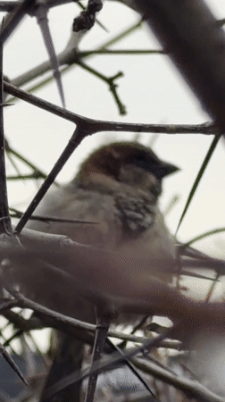 Sparrow spotted in thorny bush during spring morning in Russia