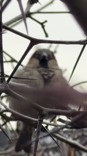 Sparrow spotted in thorny bush during spring morning in Russia