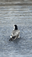 White wagtails spotted at Moscow's Manezhnaya Square fountain