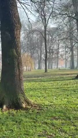 The video shows a park with trees and green grass. The trees are mostly bare, with some leaves scattered on the ground. The lighting is bright and diffused, possibly due to fog or haze. There are other trees in the background, some possibly willow. There are no people visibly present, but there appear to be shapes possibly of people or other park-goers in the distance. The camera pans slowly from left to right.