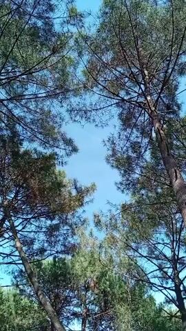 The camera looks up at a clear blue sky framed by the branches of tall pine trees. The camera then slowly pans down to show the base of one of the trees, which has a sharply angled trunk. The ground is covered with dry pine needles and some grass. Other trees are visible in the distance.