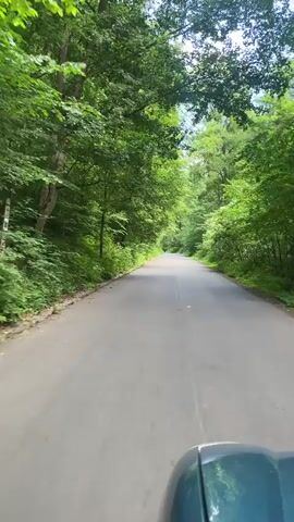 The video shows a first-person perspective from a vehicle driving on a paved road through a lush green forest. The road, which appears to be asphalt, is bordered on both sides by dense trees and foliage, forming a natural tunnel or canopy overhead. The vehicle's hood is visible at the bottom of the frame, indicating the perspective of a driver or passenger. The time of day is daytime, with bright natural light illuminating the scene, suggesting clear or partly cloudy weather. No people are visible. The setting is a serene, wooded area, likely a rural road or park, in Kamianytsia, Ukraine. No text is visible in the video.
