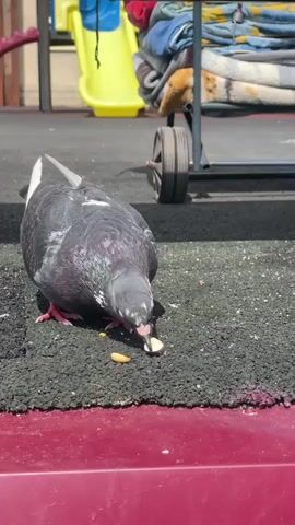 A pigeon is on a dark grey surface. It is pecking at something on the ground. The pigeon has grey and white feathers. Its legs are pink. In the background, there is a yellow slide and a cart with blankets on it.