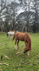 Horses graze peacefully in Australian fields near Stanwell Tops
