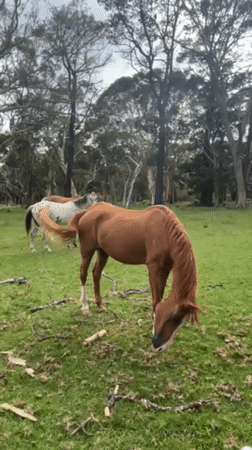Horses graze peacefully in Australian fields near Stanwell Tops