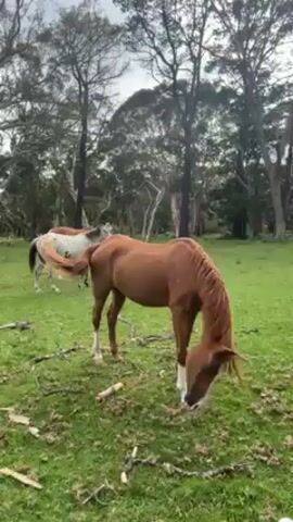 The video shows two horses grazing in a field surrounded by trees. In the foreground is a brown horse with white markings on its legs and face.  The horse is standing in the field, head down, eating the grass.  Behind it, there's another horse that is white with brown spots and a dark mane and tail.  The background is a green field with some fallen branches scattered around, and beyond that, there are trees with grey trunks and green leaves.  The sky is overcast.