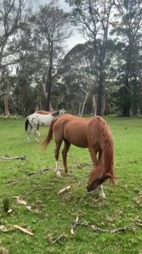 Horses graze peacefully in Australian fields near Stanwell Tops
