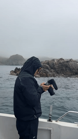 Boat crew documents seals on Russian coast during fog