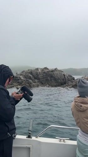 Boat crew documents seals on Russian coast during fog
