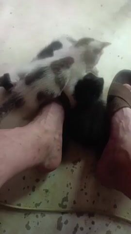 A close-up shot shows several small kittens playfully interacting with a person's bare feet. The kittens, appearing to be a few weeks old, are a mix of black and white and calico patterns. One kitten is nestled between the toes of the left foot, while another kitten is playfully batting at the right foot. The person's feet are bare, with one foot wearing a brown sandal. The ground appears to be a light-colored, possibly tiled or concrete surface. The lighting is dim, suggesting an indoor environment. The overall scene conveys a sense of gentle play and interaction between the kittens and the person.