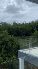 Cattle spotted grazing during heavy rainfall in Kuta Selatan