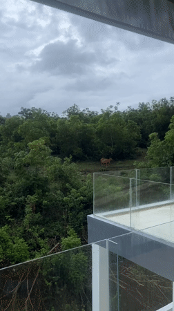 Cattle spotted grazing during heavy rainfall in Kuta Selatan