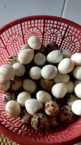 A close-up shot shows a hand holding a speckled quail egg. In the background, a red plastic basket filled with quail eggs is visible. Some of the eggs are white, while others are speckled brown and white. The eggs are in focus, and the background is slightly blurred. The lighting is natural, suggesting an indoor setting with overhead light.