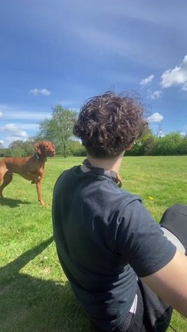 The video shows a person sitting on a grassy field on a sunny day, throwing a ball for a dog. The person, seen from behind, has curly brown hair and is wearing a black shirt and dark pants. The dog, a brown Vizsla, is initially standing near the person and then runs after the thrown ball. The field is green with scattered yellow dandelions and is surrounded by trees in the background. The sky is blue with fluffy white clouds. The camera is held by the person, providing a first-person perspective.