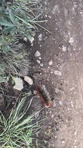 A fuzzy caterpillar with brown and black fur moves across dry, cracked dirt. There are small gray rocks and green grass scattered around the caterpillar. The camera is positioned above the caterpillar and moves slightly to follow its movement.