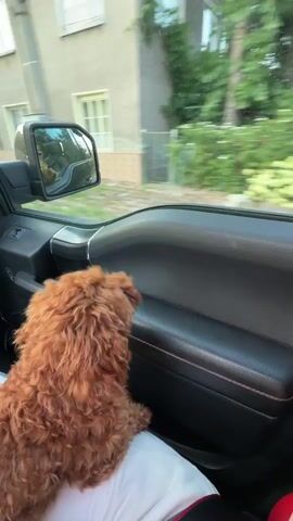 A small, fluffy, reddish-brown dog is in the passenger seat of a vehicle. The dog is facing the front of the car, with its head turned towards the car door. Its paws are resting on the door panel. The interior of the car, including the dashboard and steering wheel, is visible. Outside the car window, buildings and trees can be seen, indicating the vehicle is in motion. The scene appears to be a casual car ride.