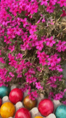 Colorful Easter eggs displayed in garden cartons in Lukovit