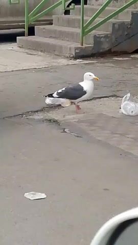 A seagull stands on asphalt next to a discarded plastic bag. Behind the seagull are concrete stairs with a green railing and more discarded plastic bags. To the right of the seagull is a trash can. The scene appears to be outdoors in an urban or commercial area.