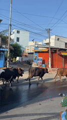 Cattle herd crosses Chennai street as vehicle waits